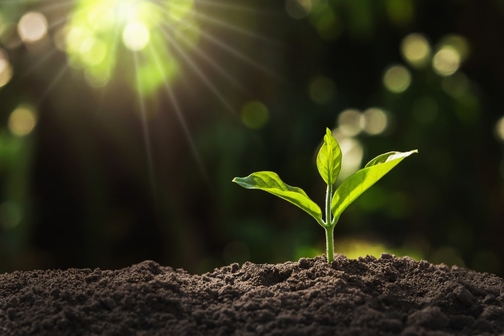 Dietary supplements and sustainability
